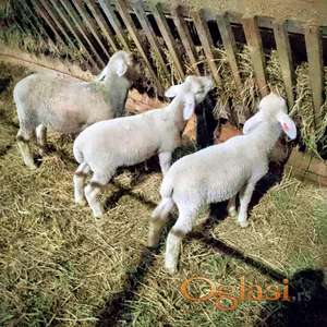 Prodaja umatičenih muških jaganjaca rase Virtemberg